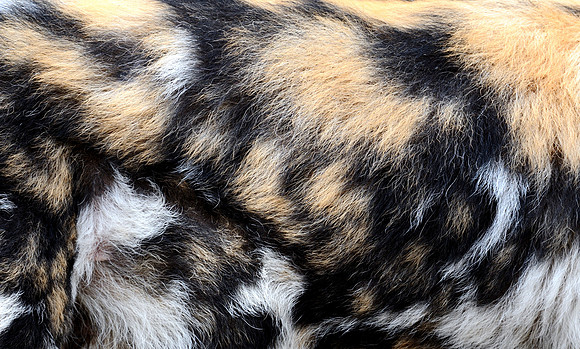 Wild dog fur