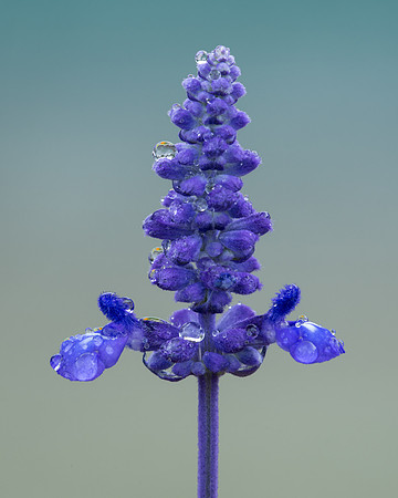 Blue flower