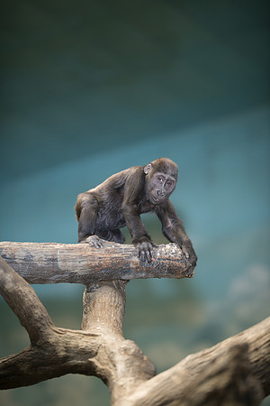 Gorilla