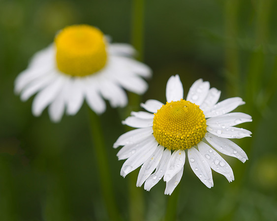 Daisies