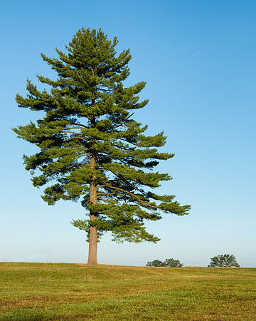 Gettysburg trees