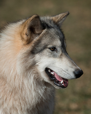 Timber wolf