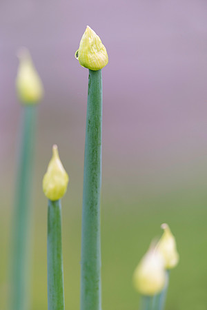 Spring buds