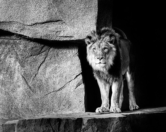 Out of the Shadows