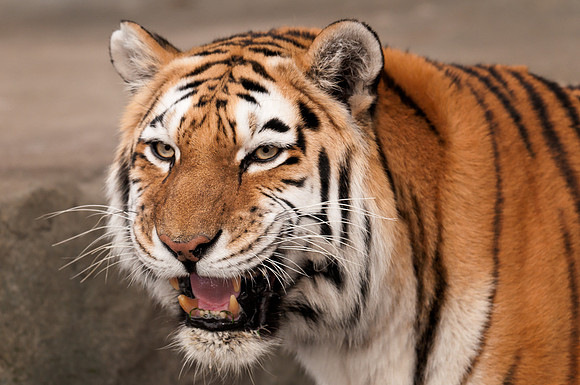 Amur tiger