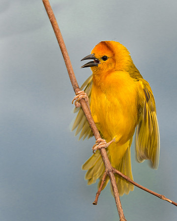 Taveta Golden Weaver