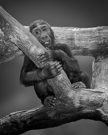 Tree hugger