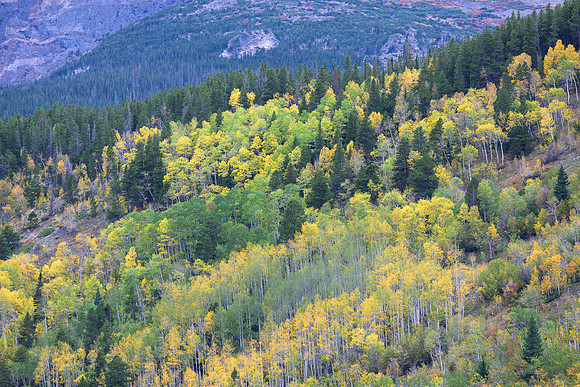 Autumn Harmony