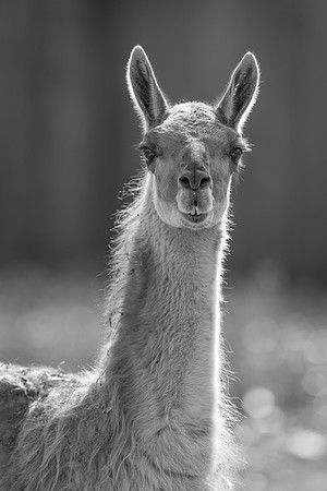 Guanaco