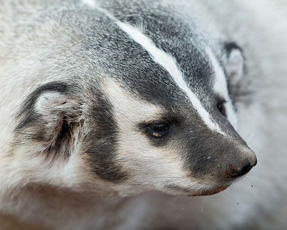 Badger