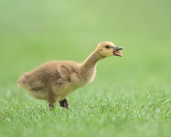Gosling