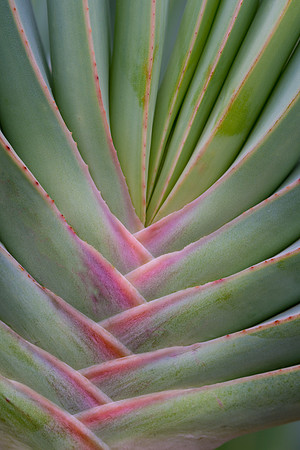 Fan Aloe
