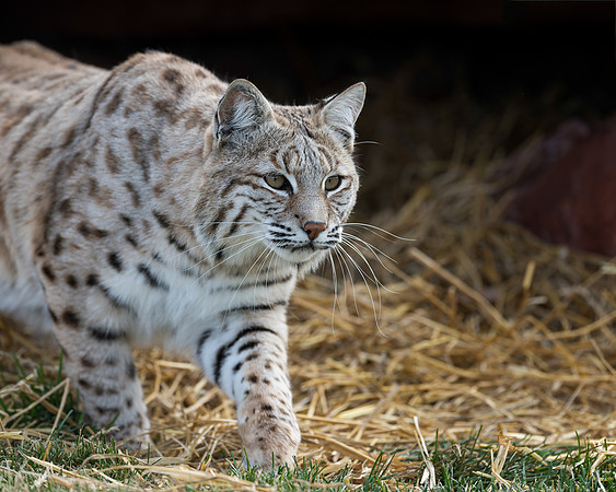 Bobcat
