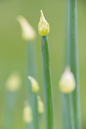 Spring buds