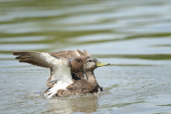 Duck
