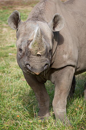 Rhinoceros