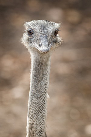 Rhea