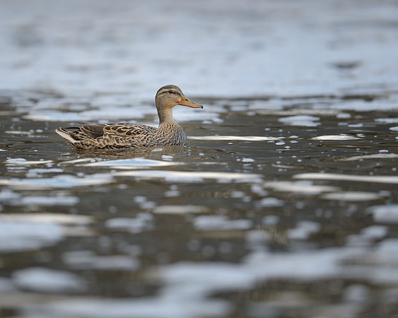 Duck in water