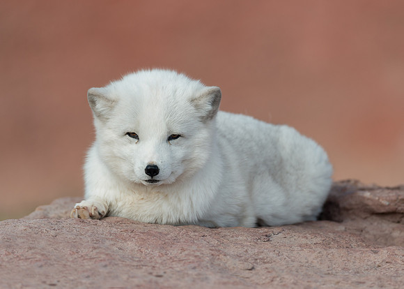 Arctic Fox