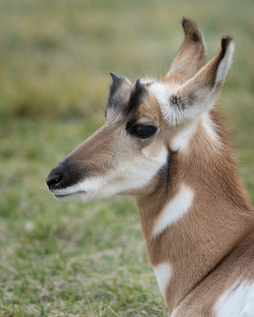 Pronghorn