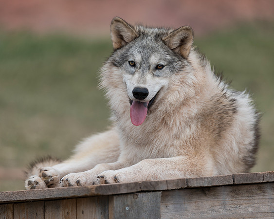 Timber wolf
