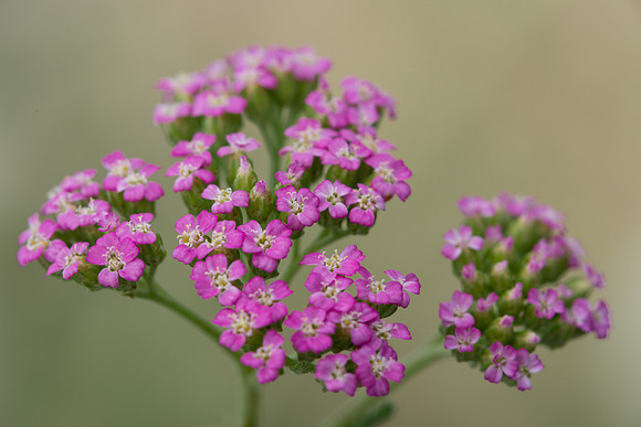 Purple flowers