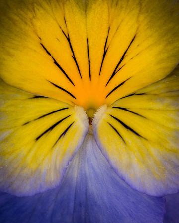 Morpho Pansy