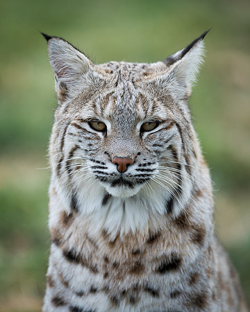 Lynx
