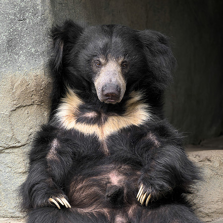 The Reclining Bear