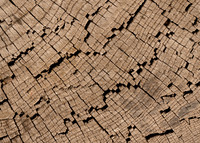 Tree Rings