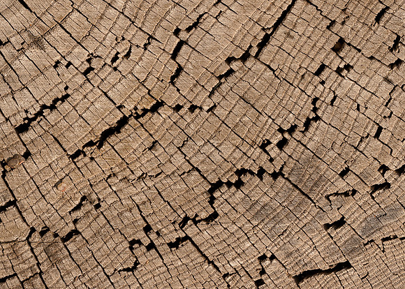 Tree Rings