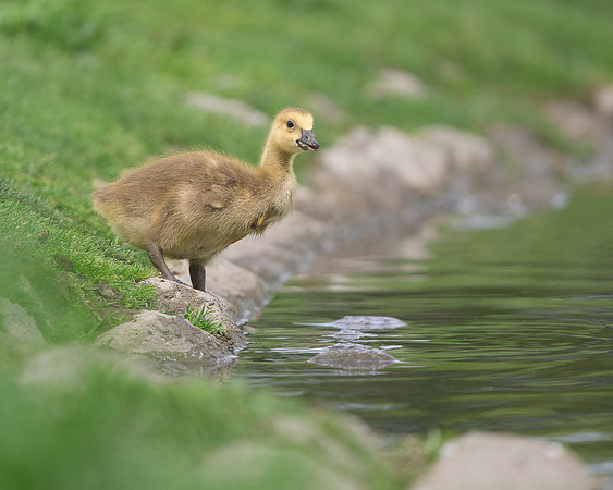 Gosling