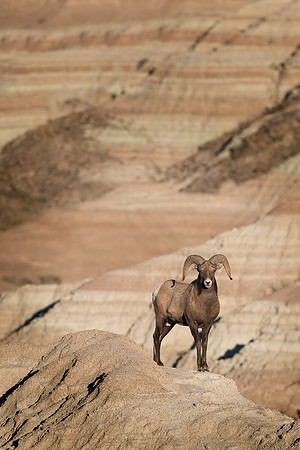 Bighorn Sheep