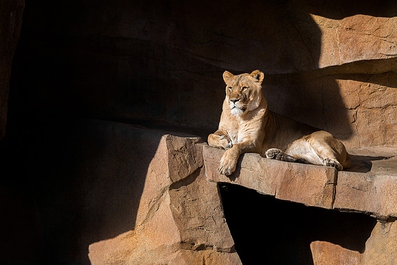 Lion