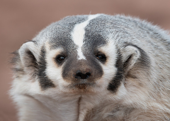 Badger