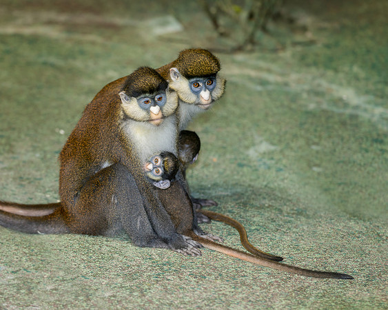 Red-tailed monkeys