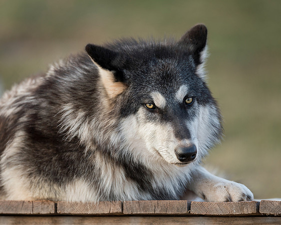 Timber wolf