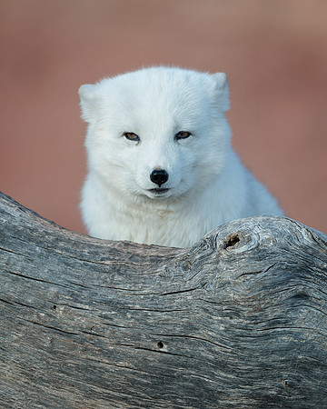 Arctic Fox