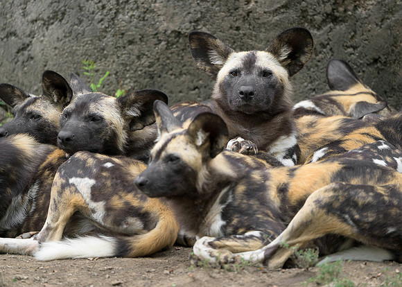 African Painted Dog