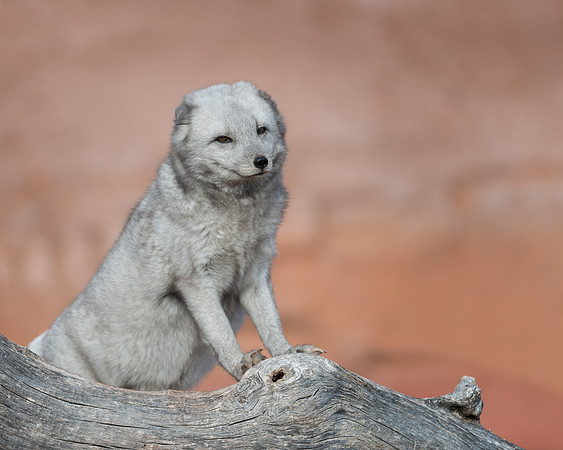 Arctic Fox