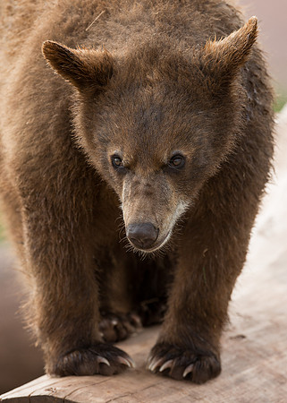 Black bear cub