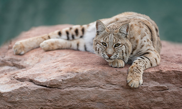Bobcat