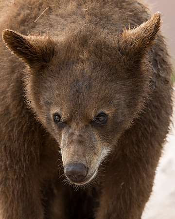 Black bear cub