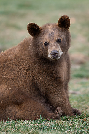 Black bear cub