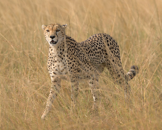 Cheetah