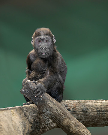 Gorilla