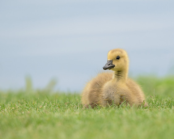 Gosling
