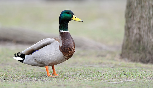 Duck