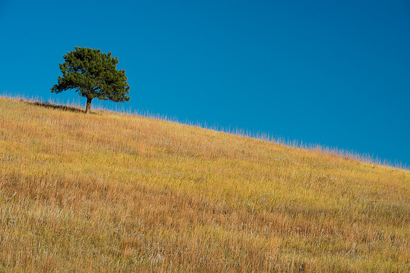 Lone Tree on Prairie