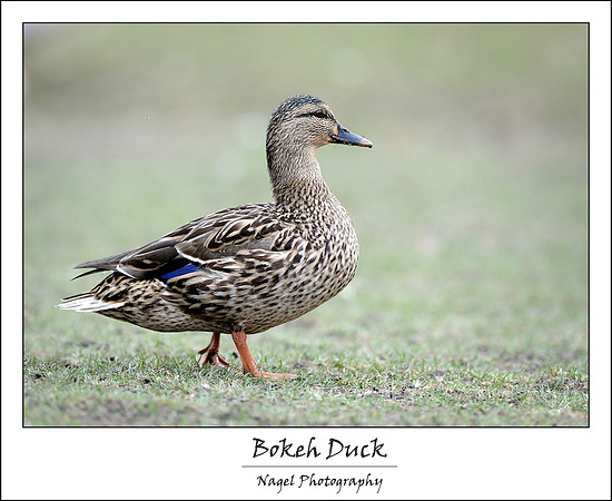 Duck